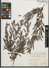 Foto von Salix purpurea L.